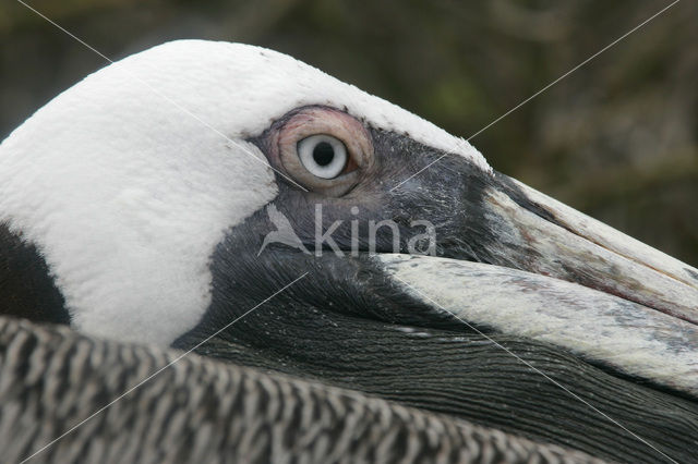 Bruine pelikaan (Pelecanus occidentalis urinator)