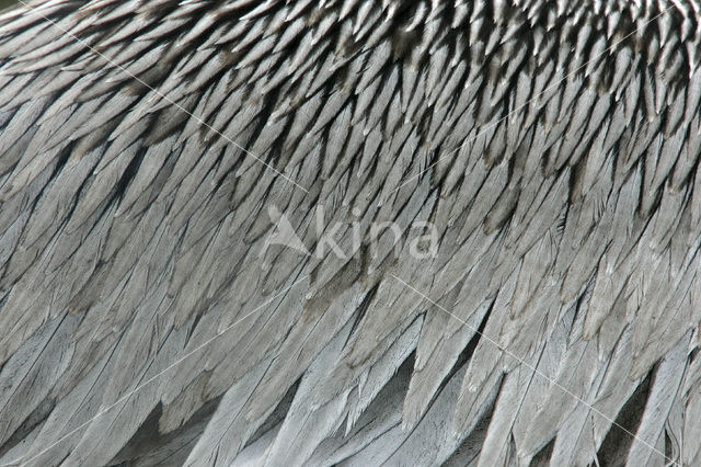 Brown pelican (Pelecanus occidentalis urinator)