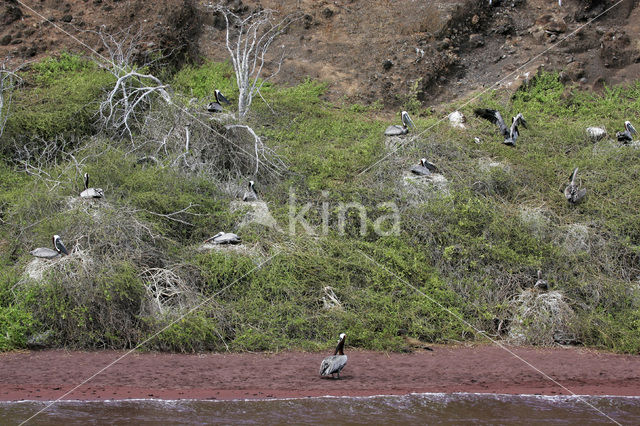 Brown pelican (Pelecanus occidentalis urinator)