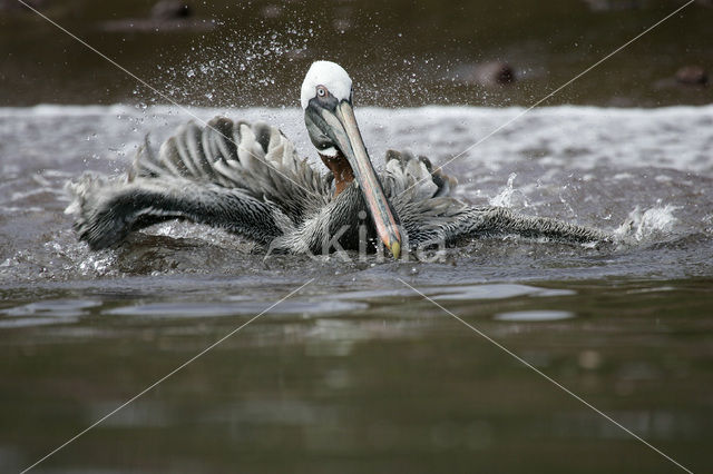 Bruine pelikaan (Pelecanus occidentalis urinator)