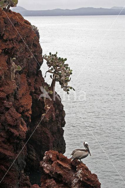 Brown pelican (Pelecanus occidentalis urinator)