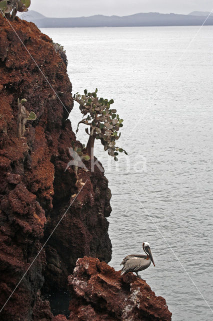 Bruine pelikaan (Pelecanus occidentalis urinator)