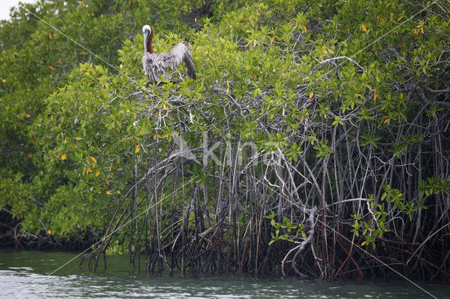 Bruine pelikaan (Pelecanus occidentalis urinator)