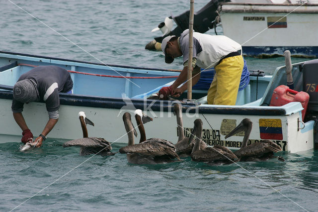 Brown pelican (Pelecanus occidentalis urinator)