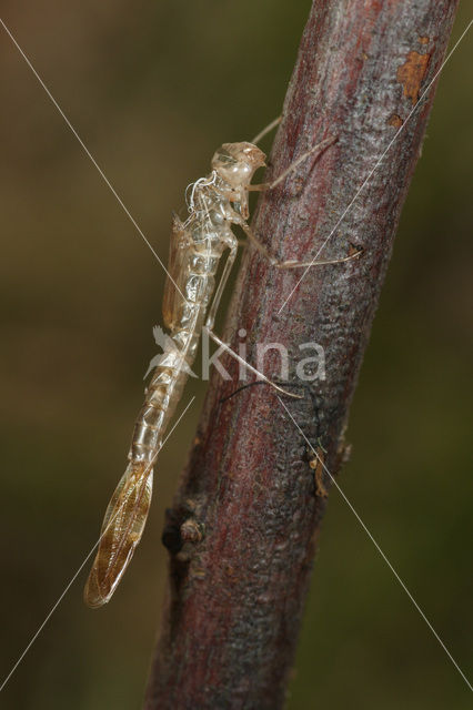 Brown Emerald Damselfly (Sympecma fusca)