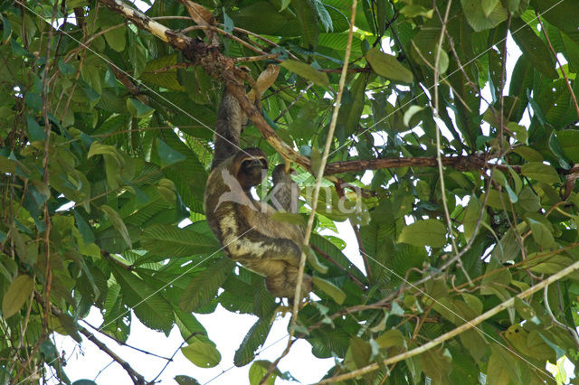 Capucijnluiaard (Bradypus variegatus)