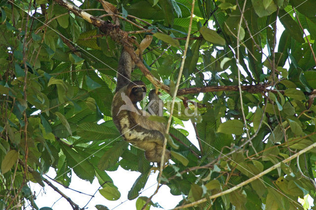 brown-throated three-toed sloth (Bradypus variegatus)