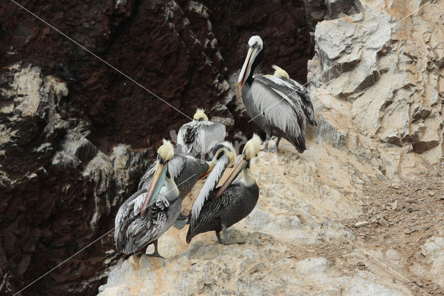 Peruvian Pelican (Pelecanus thagus)