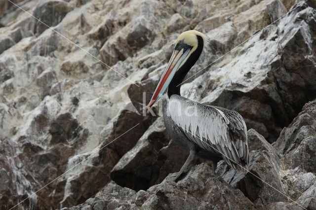 Peruvian Pelican (Pelecanus thagus)