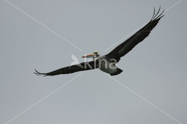 Peruvian Pelican (Pelecanus thagus)