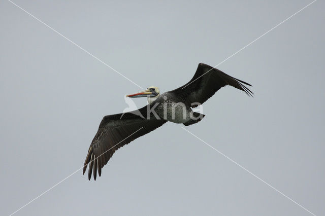 Peruvian Pelican (Pelecanus thagus)