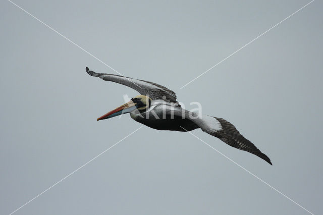 Peruvian Pelican (Pelecanus thagus)