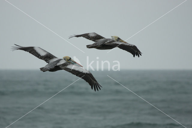 Peruvian Pelican (Pelecanus thagus)