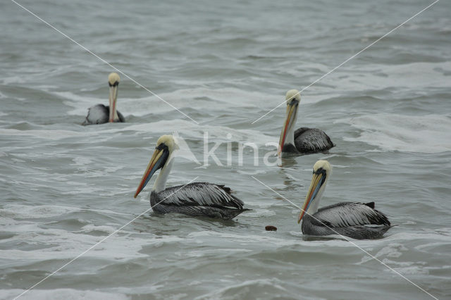 Peruvian Pelican (Pelecanus thagus)