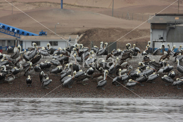 Peruvian Pelican (Pelecanus thagus)