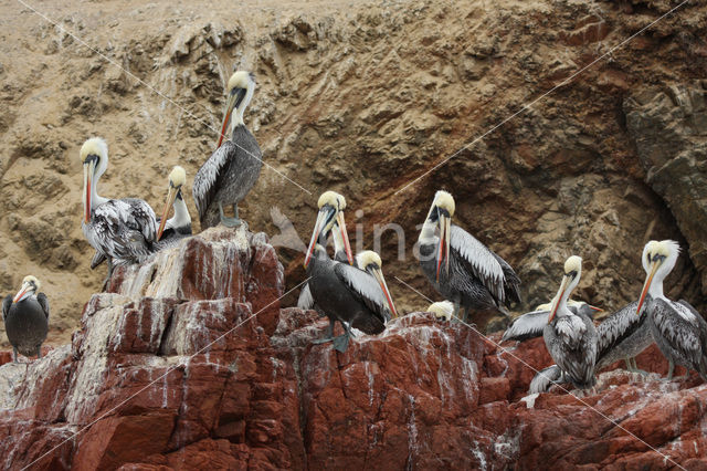 Peruvian Pelican (Pelecanus thagus)