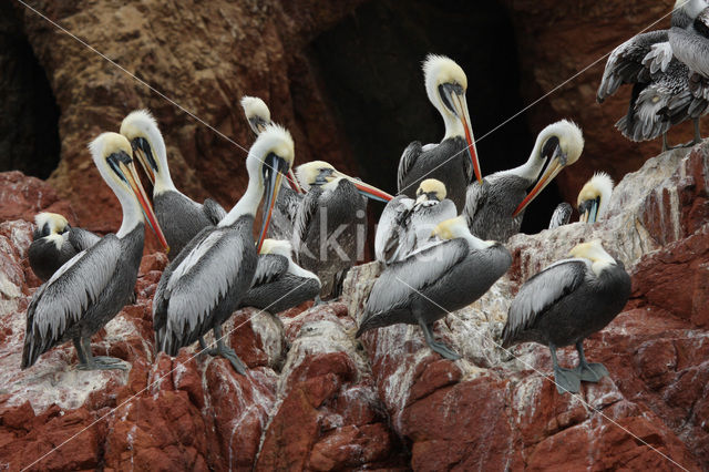 Peruvian Pelican (Pelecanus thagus)