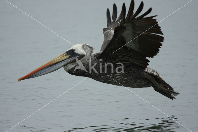 Peruvian Pelican (Pelecanus thagus)