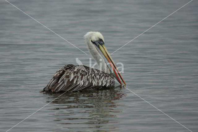 Peruvian Pelican (Pelecanus thagus)