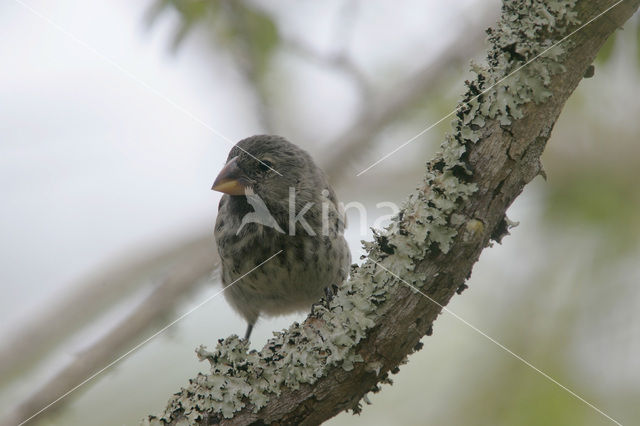 Darwin’s finche (Geospiza spec.)