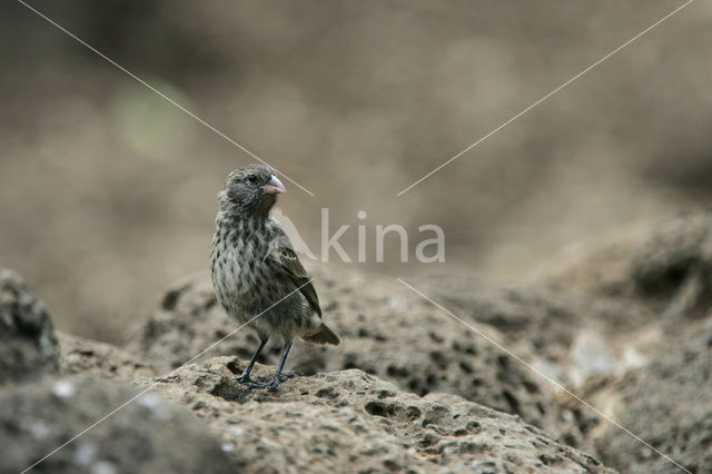 Darwin’s finche (Geospiza spec.)