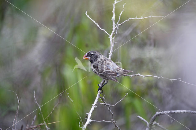 Darwin’s finche (Geospiza spec.)