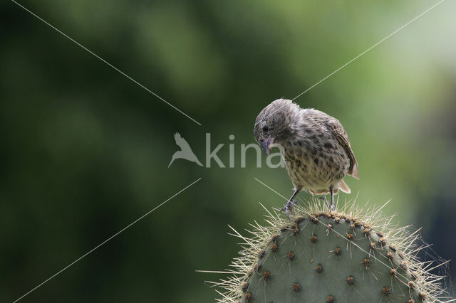 Darwin’s finche (Geospiza spec.)