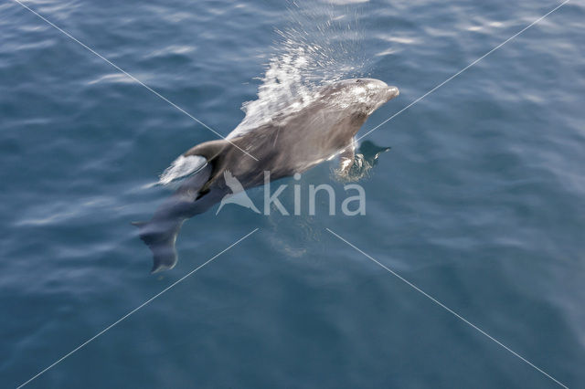 Dolphin