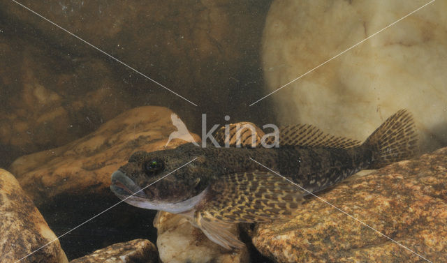 Bullhead (Cottus gobio)