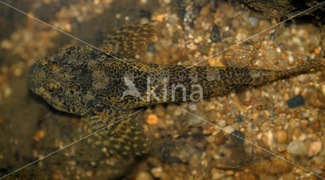 Bullhead (Cottus gobio)