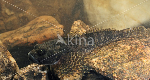 Bullhead (Cottus gobio)