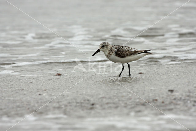 Sanderling (Calidris alba)