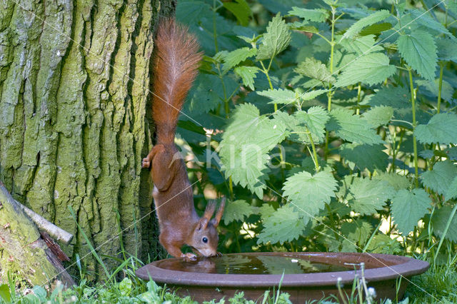 Red Squirrel (Sciurus vulgaris)