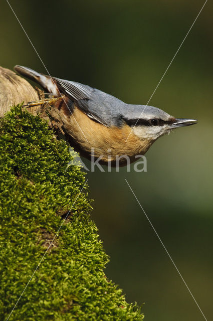 Eurasian Nuthatch (Sitta europaea)