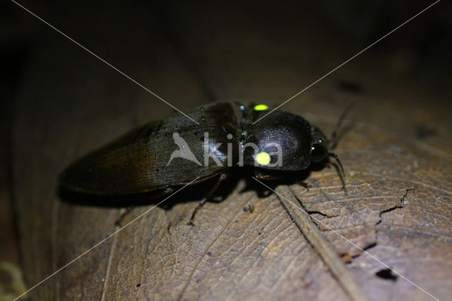 Fire beetle sp. (Pyrophorus sp.)