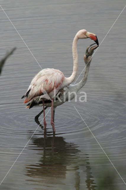 Flamingo (Phoenicopterus ruber)