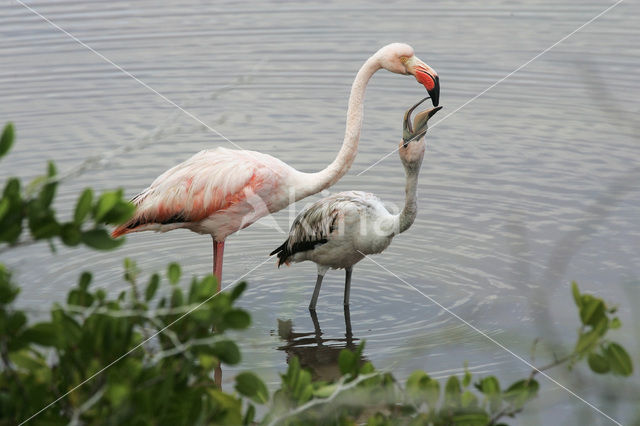 Flamingo (Phoenicopterus ruber)