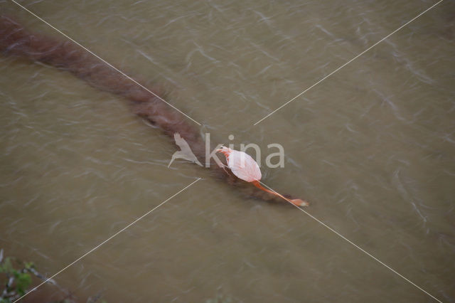 Flamingo (Phoenicopterus ruber)