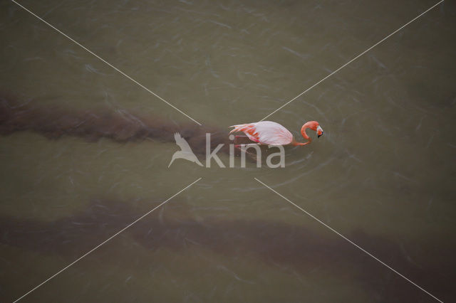 Flamingo (Phoenicopterus ruber)