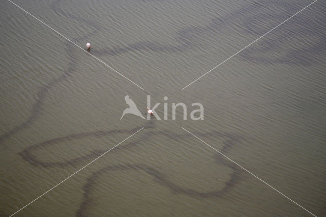 Flamingo (Phoenicopterus ruber)