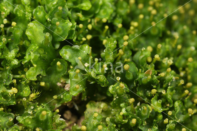 Flesjesmos (Blasia pusilla)