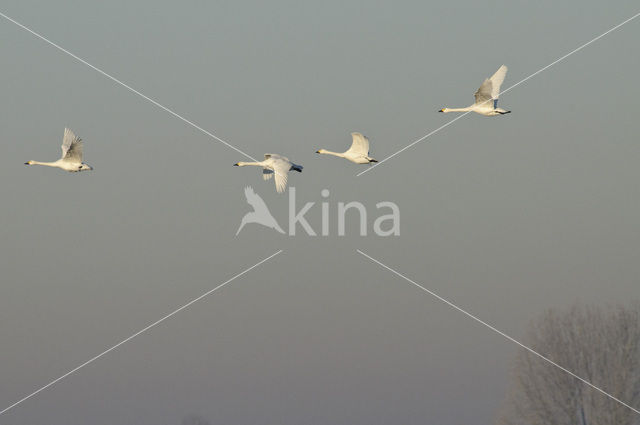 Whistling Swan (Cygnus columbianus)