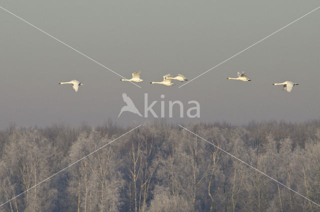 Whistling Swan (Cygnus columbianus)