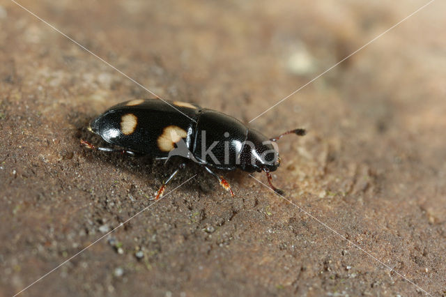 fourspotted sap beetle (Glischrochilus quadrisignatus)