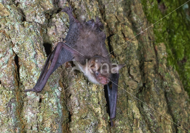 Natterer’s Bat (Myotis nattereri)