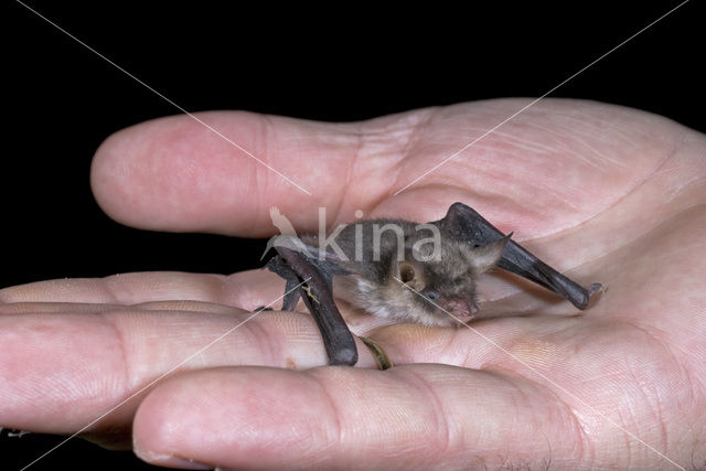 Franjestaart (Myotis nattereri)