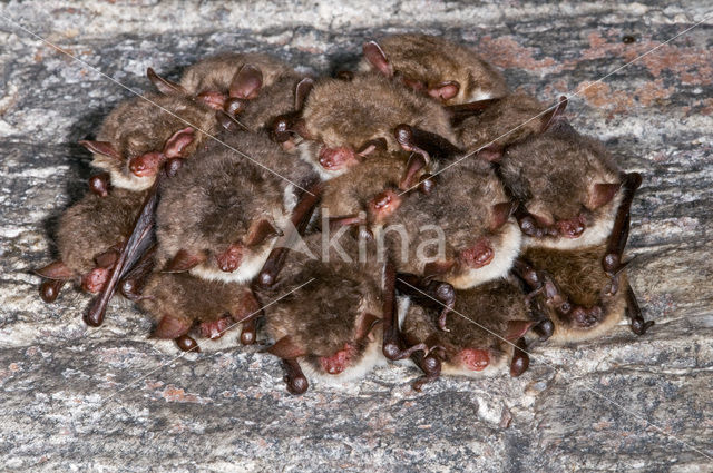 Franjestaart (Myotis nattereri)