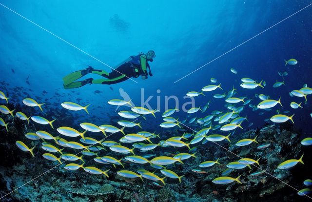 Yellow and blueback fusilier (Caesio teres)