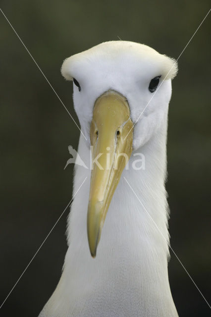 Galapagos albatros (Phoebastria irrorata)