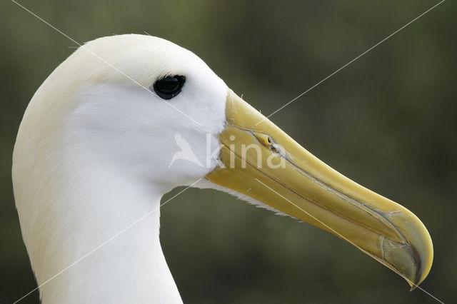 Waved albatross (Phoebastria irrorata)